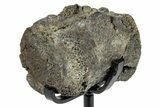 Fossil Hadrosaur Caudal Vertebra w/ Metal Stand - Texas #250267-1